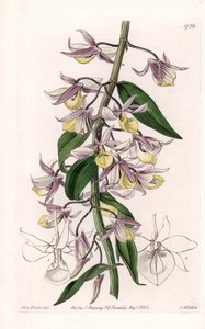 Orchidea: varietà di Dendrobium, nativa dell