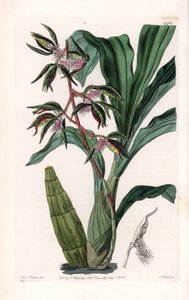 Orchidea: varietà di catasetum, chiamata barbuta da Sydenham Teast Edwards
