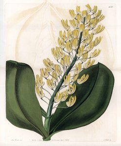 Dendrobium, varietà di orchidea da Sydenham Teast Edwards