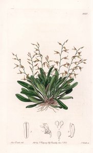Orchidea: varietà di epidendro da Sydenham Teast Edwards