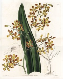 Orchidea: varietà di epidendrum da Sydenham Teast Edwards