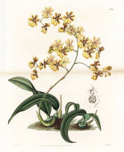 Orchidea: varietà di oncidium epifitico del Brasile da Sydenham Teast Edwards