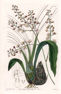 Orchidea: varietà di eulophia