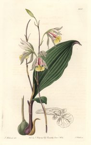 Orchidea, Bletia americana da Sydenham Teast Edwards