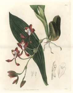 Orchidea Batemannia, originaria della Guyana - Acquaforte di S. Watts da un