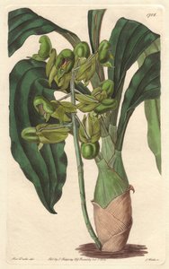 Orchidea Catasetum, nativa del Brasile da Sydenham Teast Edwards