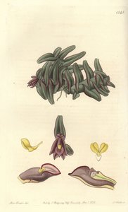 Orchidea epidendrum del Centro America da Sydenham Teast Edwards