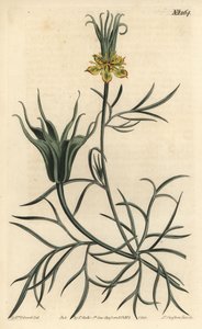 Nigella orientale da Sydenham Teast Edwards