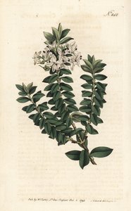 Myrtle di Ouessant o Veronica ellittica - Veronica decussata. Incisione a mano colorata a rame di Sansom da un