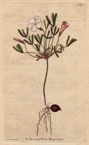 Oxalis (acetosella) con fiori bianchi striati e rosa caramella, nativo dell