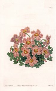 Oxalis Variete da Sydenham Teast Edwards