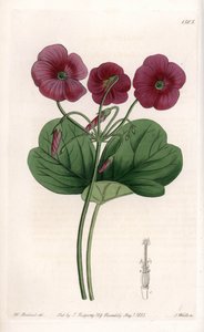 Oxalis de Bowie da Sydenham Teast Edwards