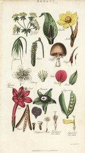 Parti dei fiori tra cui petalo, nettario, glume, seme, spata, brattea, legume, ecc.