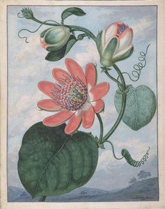 Fiore della passione, 1799 da Sydenham Teast Edwards