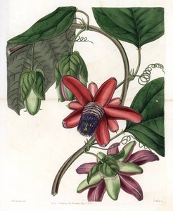 Passiflora Variete