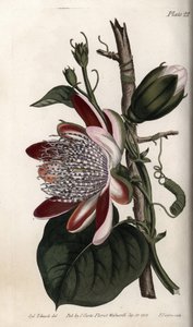 Passiflora, bocciolo e fiore (incisione colorata di Sydenham Edwards per le Conferences of Botanical, Botanical Garden of Lambeth) da Sydenham Teast Edwards