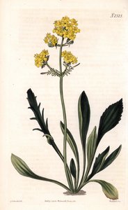 Patrinia sibirica (valeriana altaica, Valeriana ruthenica)
