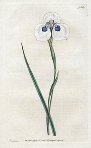 Iris del pavone - Litografia di Sydenham Edwards, tavola dal Botanical Magazine di William Curtis da Sydenham Teast Edwards