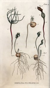 Piselli, seme leguminoso in diverse fasi di germinazione. Incisione a rame colorata, illustrazione di Sydenham Edwards per le Conferenze di Botanica, Giardino Botanico di Lambeth (Inghilterra)