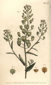 Pennycress, Thlaspi arvense da Sydenham Teast Edwards