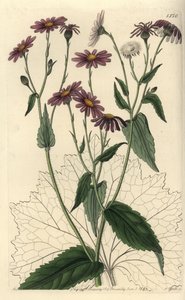 Pericallis tussilaginis (Senecio tussilaginis). Incisione a mano colorata a rame di S. Watts da un