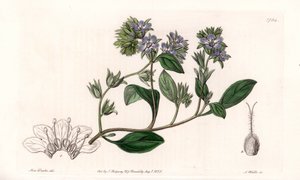 Phacelia, endemica della California - Incisa da S. Watts, da un