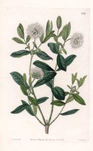 Pimelea Variete - Piastra incisa da S. Watts, da un