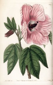 Ibisco rosa