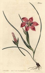 Romulea flava da Sydenham Teast Edwards