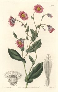 Rhodanthe rosa, nativa dell