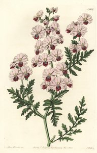 Schizanthus pinnatus humilis