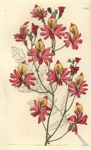 Orchidea del povero, Schizanthus grahamii da Sydenham Teast Edwards