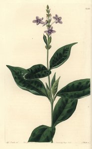 Pseuderanthemum faecundum da Sydenham Teast Edwards