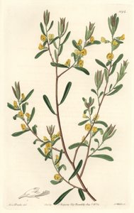 Pultanea flexilis, nativa dell