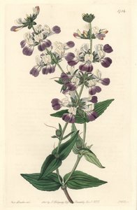Pagoda cinese viola, originaria della California da Sydenham Teast Edwards