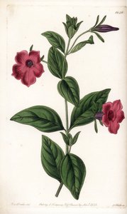 Petunia a fiore viola