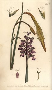 Orchidea viola, Orchis mascula, Gynandria da Sydenham Teast Edwards