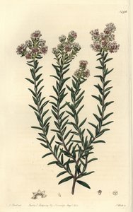 Soulangia rossa, Soulangia rubra da Sydenham Teast Edwards