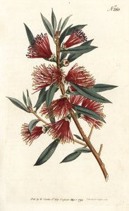 Callistemon citrino, Callistemon citrinus