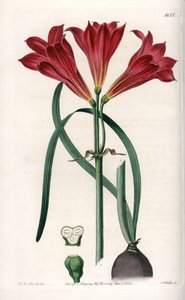 Rodophiale bifida da Sydenham Teast Edwards