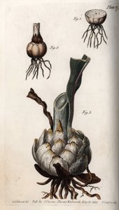 Radice e bulbo di gigli. Incisione a rame colorata, illustrazione di Sydenham Edwards per le Conferenze di Botanica, Giardino Botanico di Lambeth (Inghilterra) da Sydenham Teast Edwards