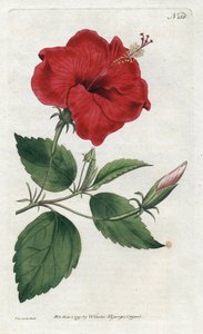 Rosa della Cina da Sydenham Teast Edwards