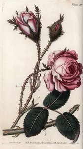 Rosa, fiore di rosa cento petali. Incisione a rame colorata, illustrazione di Sydenham Edwards per le Conferenze di Botanica, Giardino Botanico di Lambeth (Inghilterra) da Sydenham Teast Edwards