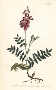 Sulla alpina da Sydenham Teast Edwards