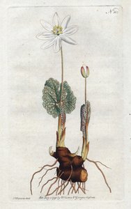 Sanguinaria del Canada da Sydenham Teast Edwards