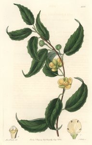 Schisandra con fiori gialli, nativa del Nepal da Sydenham Teast Edwards