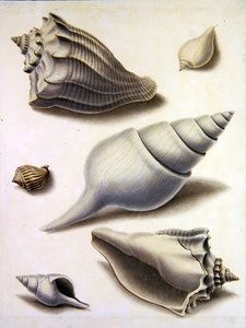Conchiglie e flora marina da Sydenham Teast Edwards