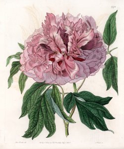 Peonia arbustiva o peonia delle pecore - Tavola incisa da S. Watts, da un