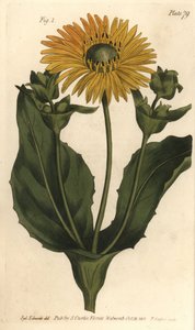 Silphium o rosinweed, Silphium asteriscus da Sydenham Teast Edwards