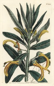 Siphocampylus giganteus, in pericolo (Lobelia gigantea). Incisione a mano colorata a rame di F. Sansom Jr. da un